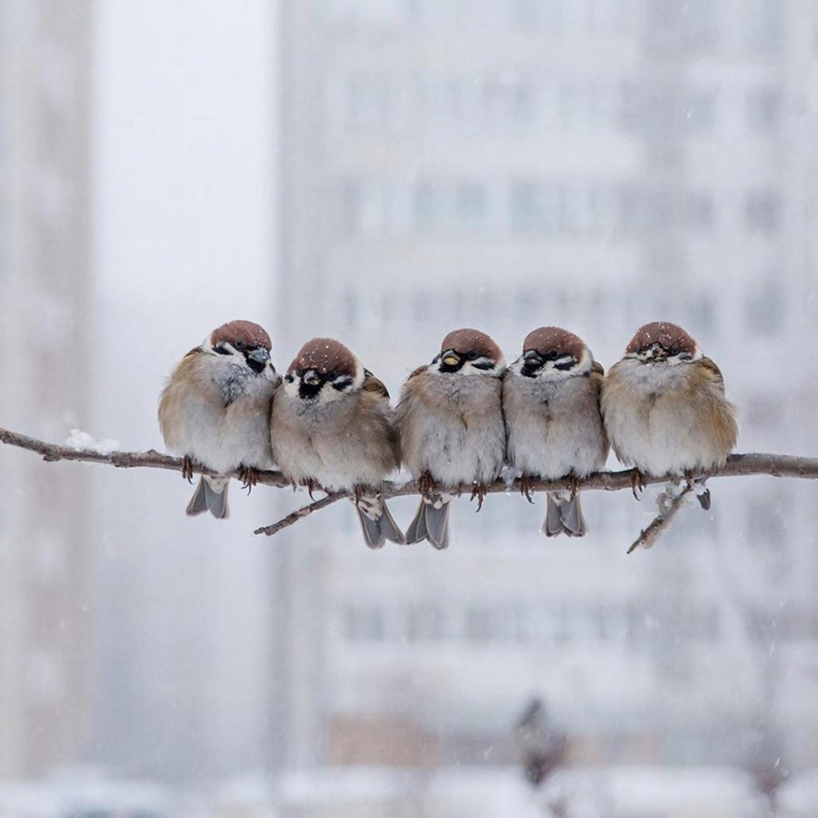 Зима в Туве не отступает: снова морозы до -35°С в ночь на 4 марта