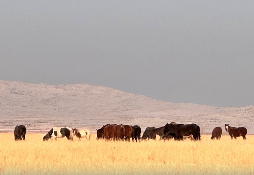 В Туве продолжается вовлечение в оборот неиспользуемых сельхозземель