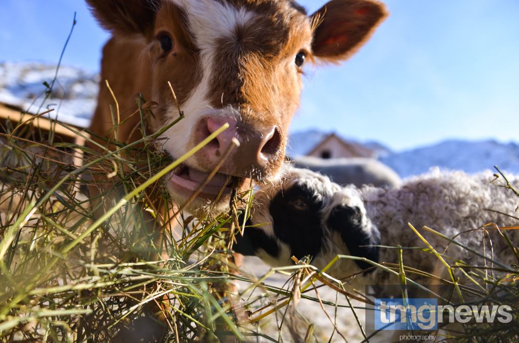 Более 26 тысяч животных привили в Туве с начала 2026 года