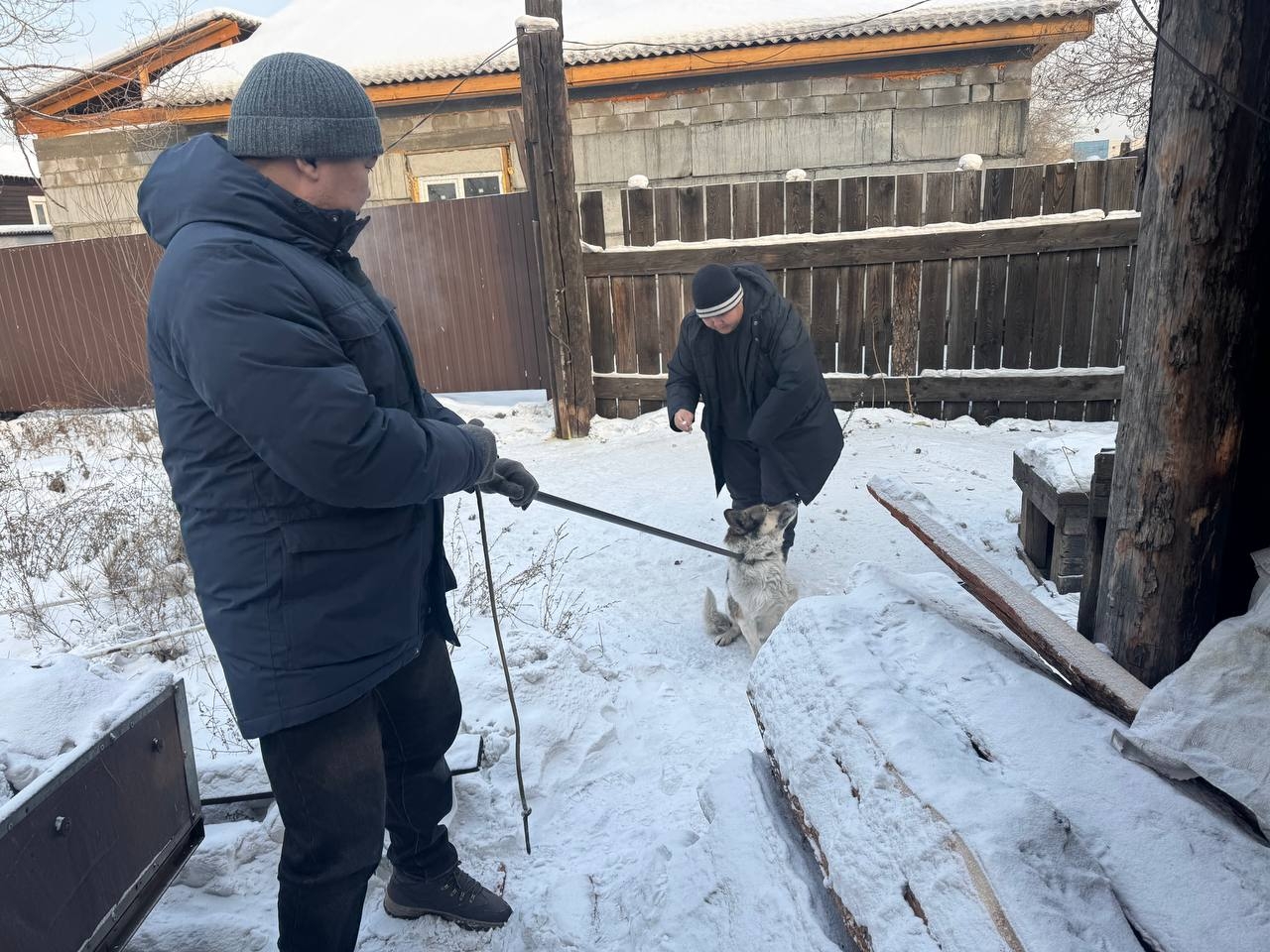 В Кызыле проходит инвентаризация владельческих собак