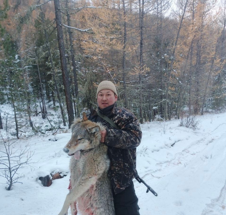 В Дзун-Хемчикском районе ведется работа по регулированию численности волков