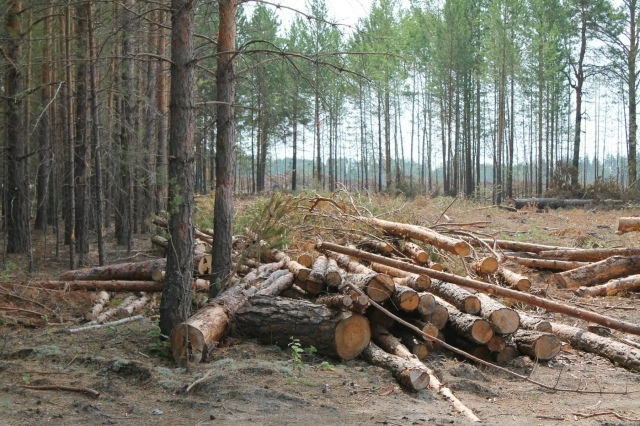 В Туве за 2025 год выявили 248 нарушений лесного законодательства