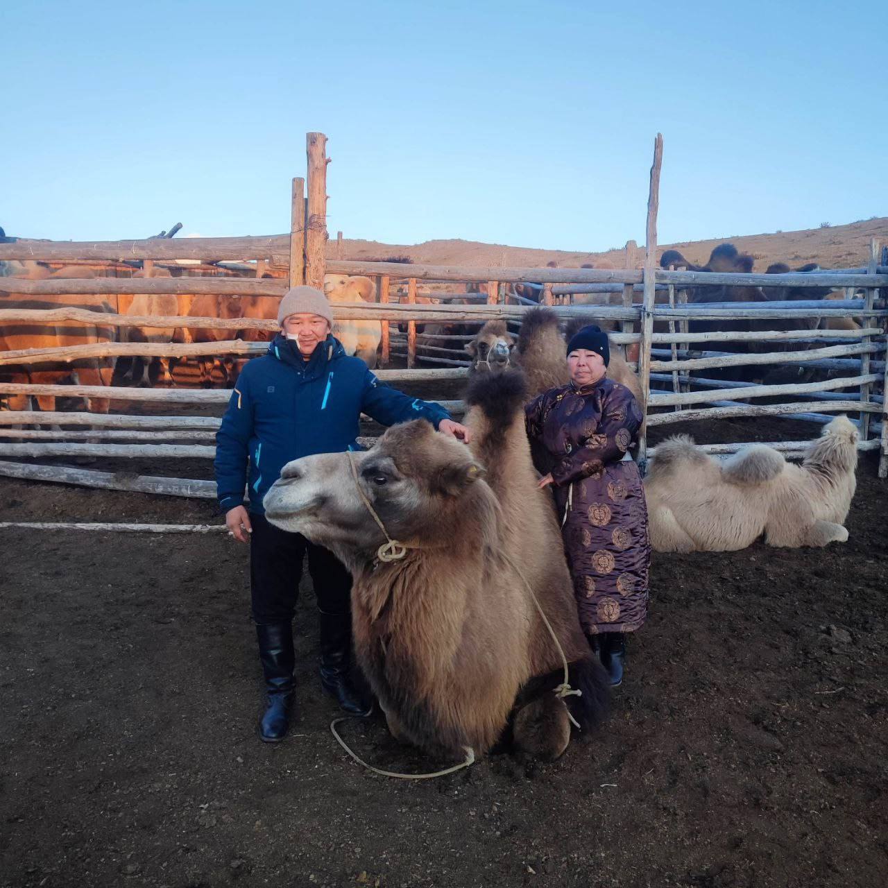 В Эрзинском районе провели фестиваль «Верблюд – корабль пустыни» В Эрзинском районе провели фестиваль «Верблюд – корабль пустыни»