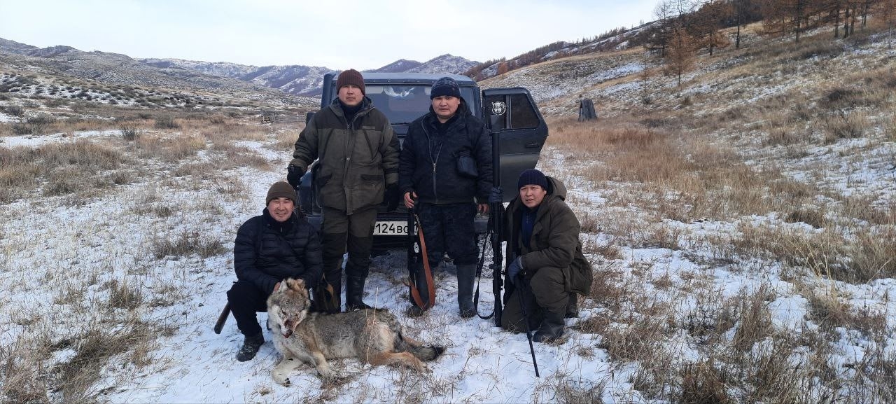 В Дзун-Хемчикском районе продолжается активная борьба с серыми хищниками