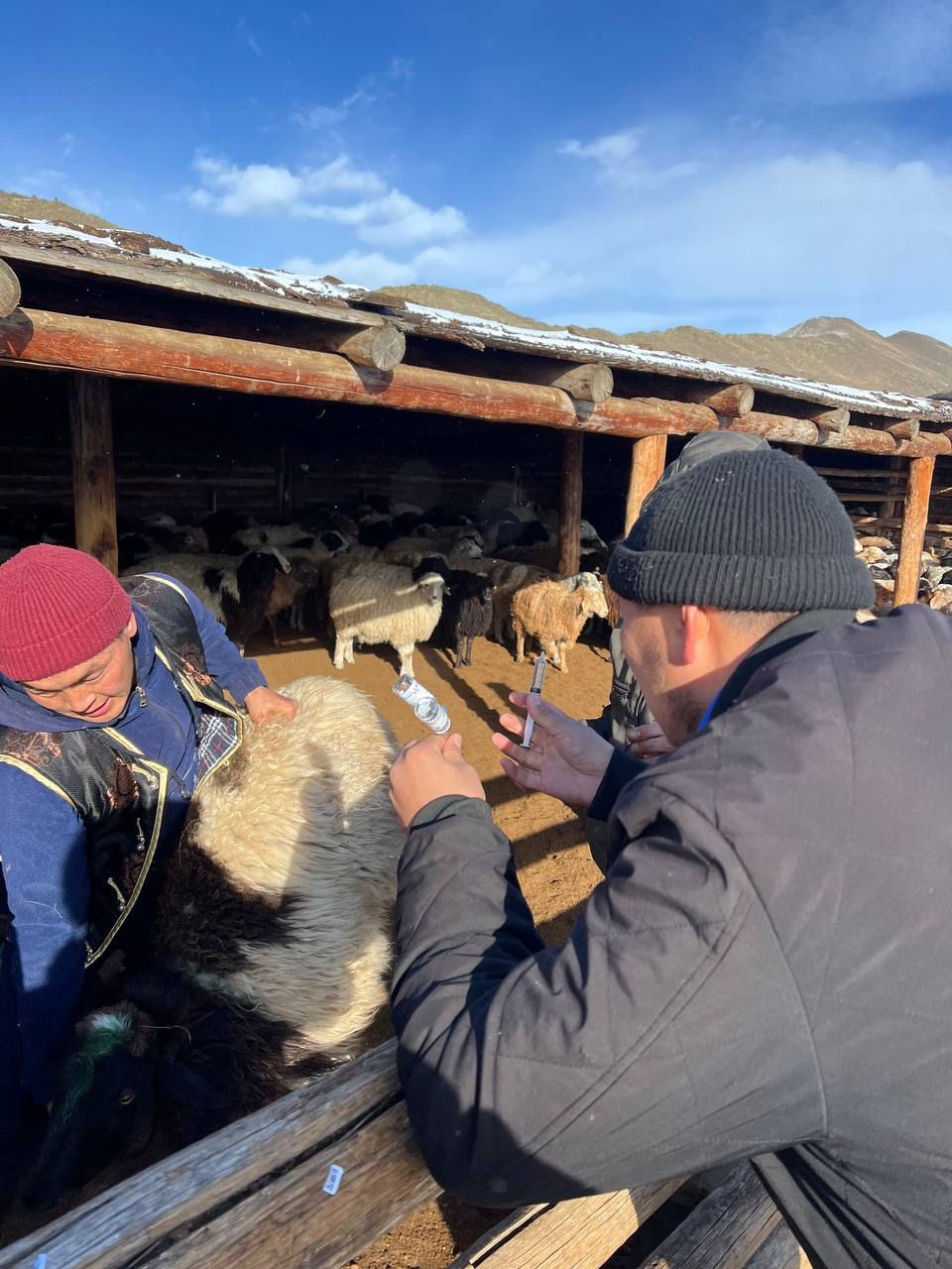 В Кызылском районе провели искусственное осеменение почти 600 овец для улучшения породного состава