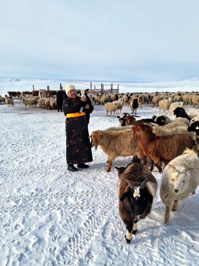Хозяйство из Эрзинского района успешно восстанавливает поголовье тувинской короткожирнохвостой породы овец