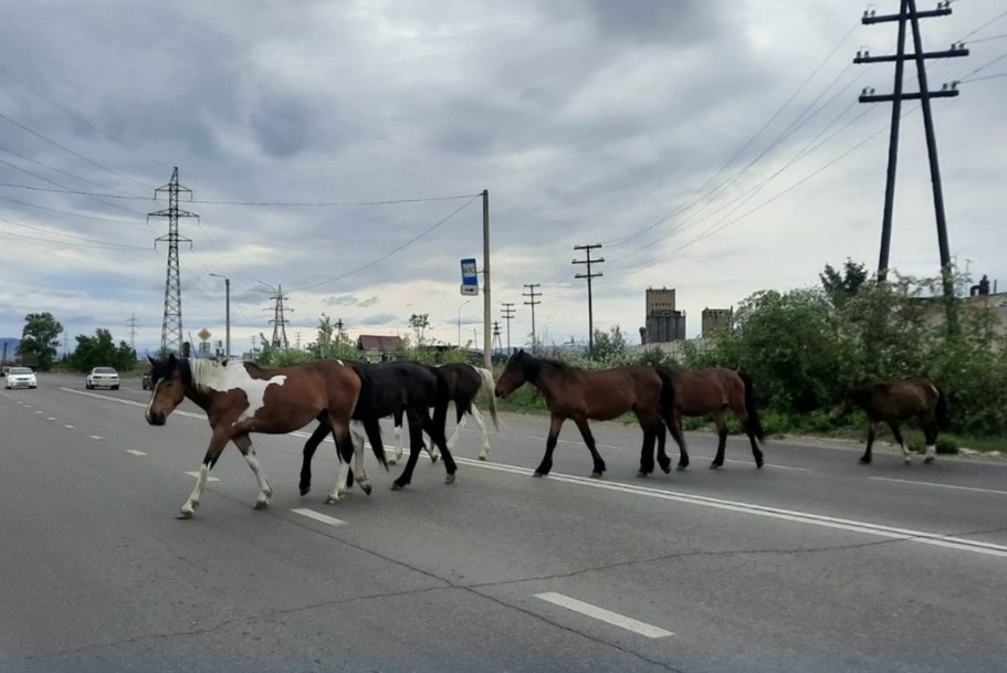 В 2025 году административные комиссии муниципалитетов Тувы рассмотрели более 2 тысяч дел