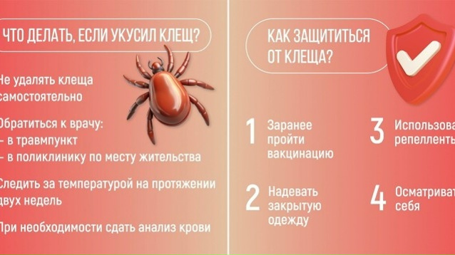 Клещевой вирусный энцефалит – острое инфекционное вирусное заболевание, с преимущественным поражением центральной нервной системы
