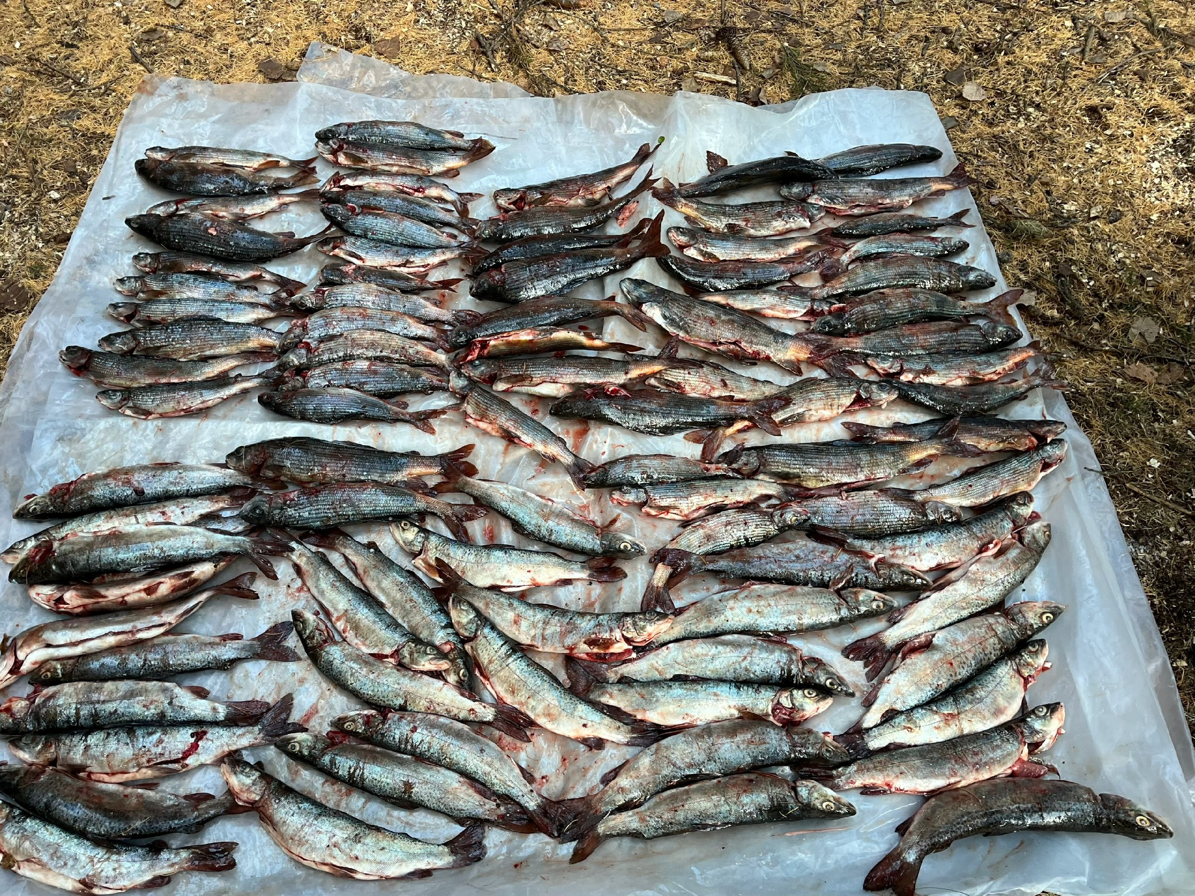 У реки Кызыл-Хем задержали лодку с незаконной добычей: 32 ленки и 57 хариусов изъяты