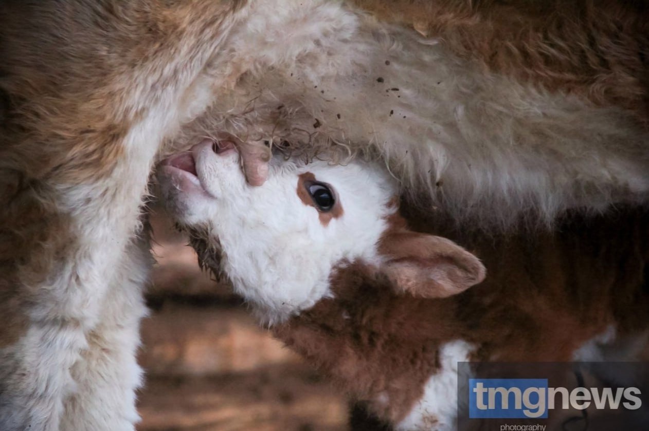 Тува сохраняет статус благополучного региона по туберкулёзу животных