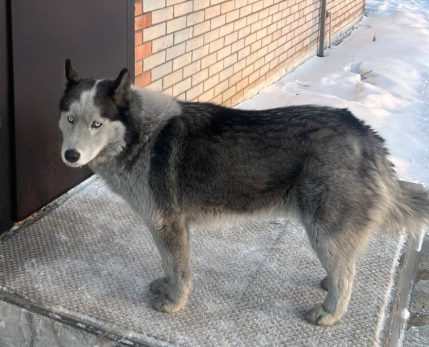 Тыва Хатико: Шынчы өңнүк ээзин манавышаан