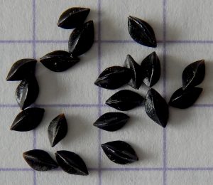 Россельхознадзор разъясняет экспортёрам из Тувы жёсткие фитосанитарные требования Монголии к зерну