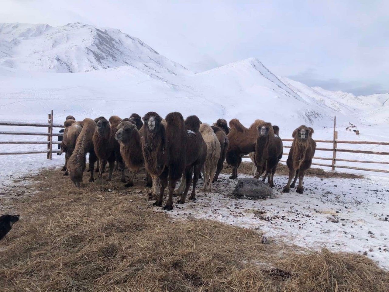 Зимовка скота в Туве проходит в штатном режиме – Минсельхоз