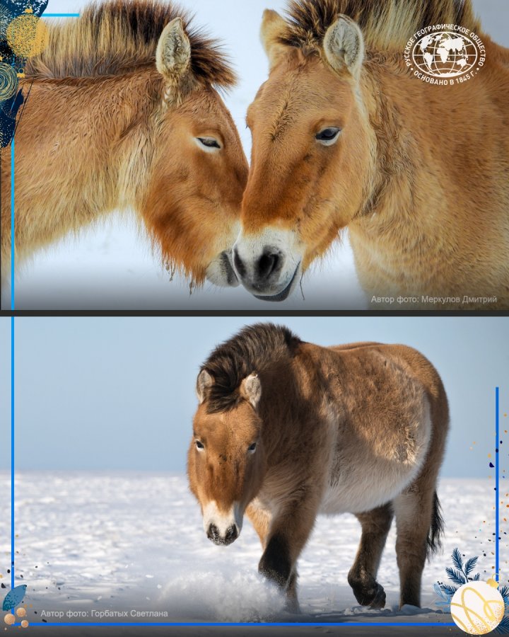 Некоторые факты о символе 2026 года - лошади Пржевальского