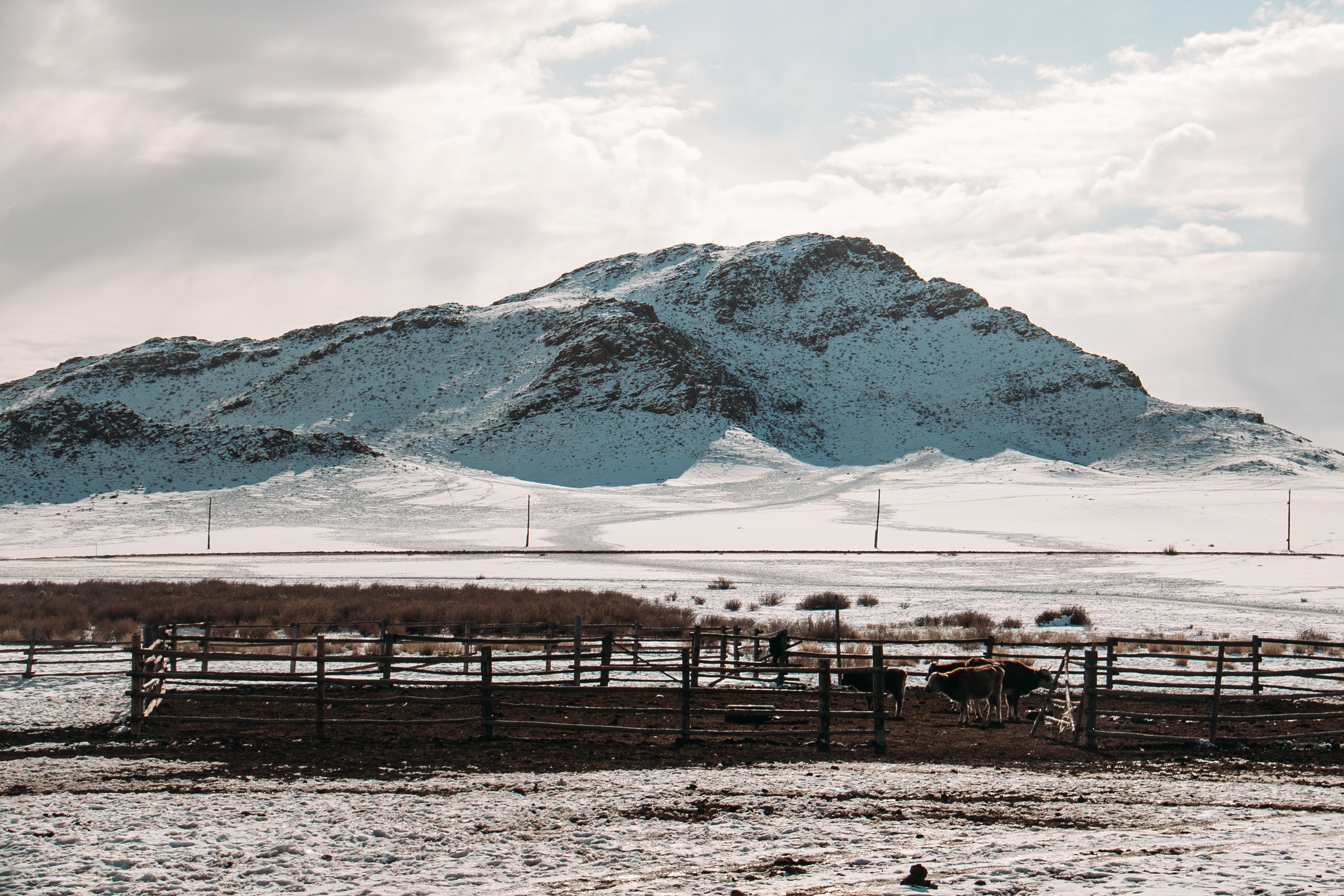 Минсельхозпрод Тувы: «Зимовка скота проходит в штатном режиме»