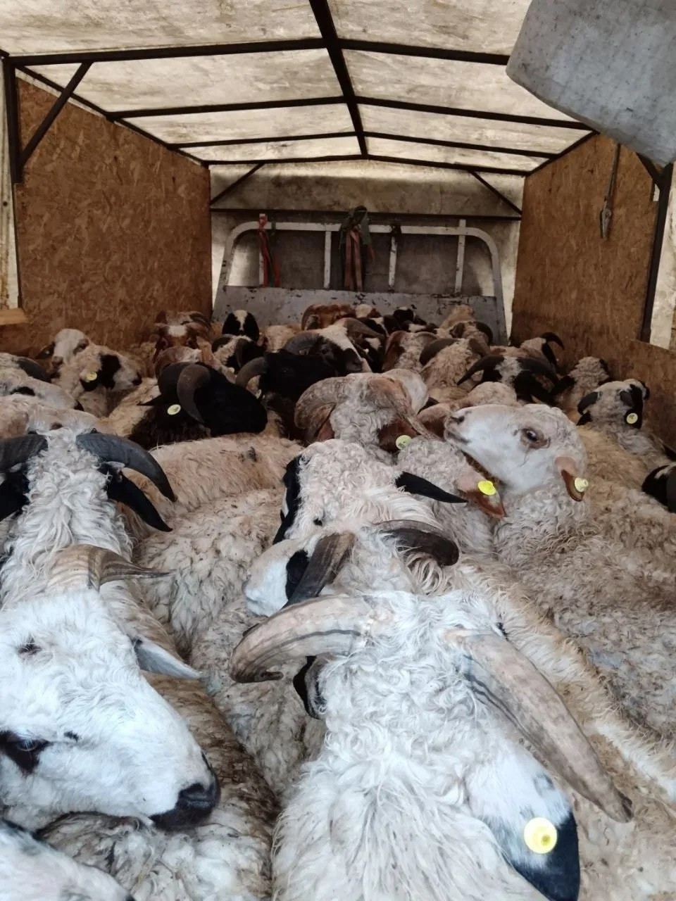 В Тес-Хемском районе сформировано новое высокопродуктивное стадо баранов-производителей В Тес-Хемском районе сформировано новое высокопродуктивное стадо баранов-производителей