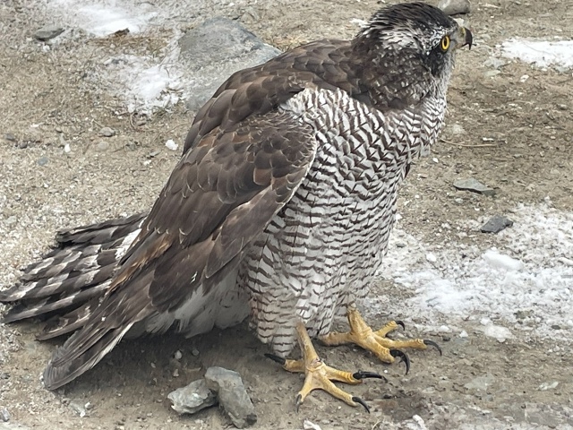 Юные герои Кара-Хольской школы спасли краснокнижного ястреба! Юные герои Кара-Хольской школы спасли краснокнижного ястреба!