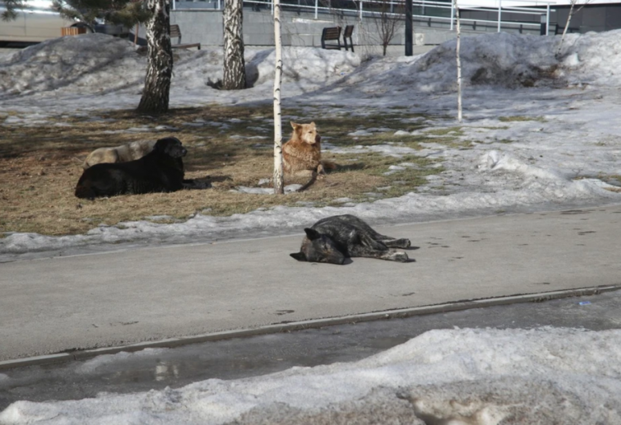 Тувинские волонтеры сообщают о массовом отравлении собак в Кызыле