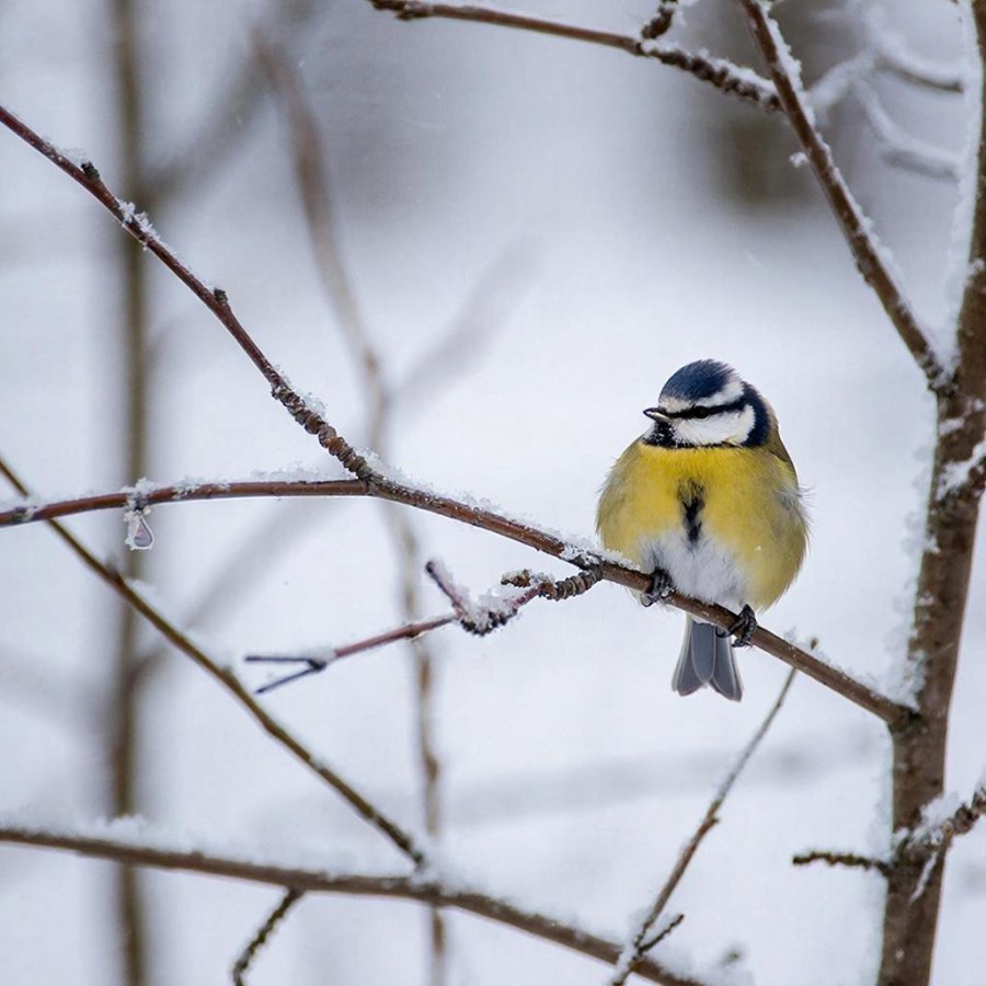 Сорокоградусные морозы все еще держатся в Туве