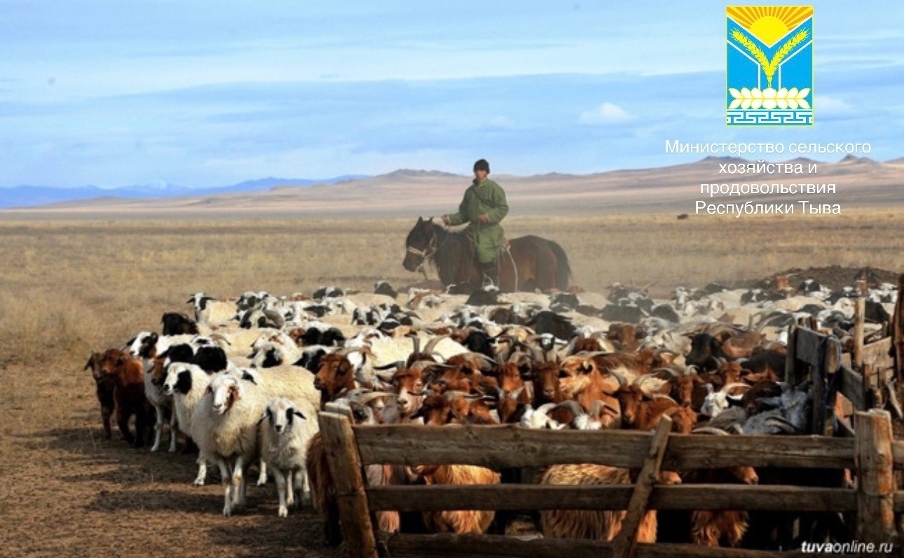 Минсельхозпрод РТ проходит дополнительный отбор на получение субсидий на возмещение части затрат, направленных на производство овец и коз на убой (в живом весе) реализованных и (или) отгруженных получателями средств на собственную переработку и (или) переработку юридическим лицам и индивидуальным предпринимателям