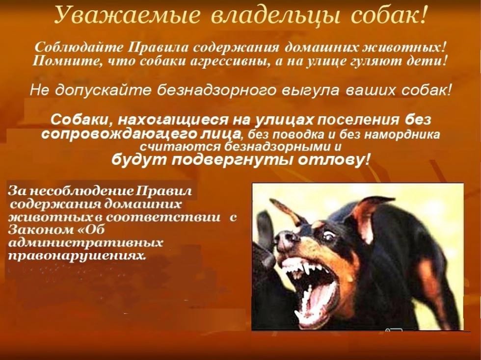 Статья 5.4. Нарушение правил содержания домашних животных. Статья 5.4. Нарушение правил содержания домашних животных.