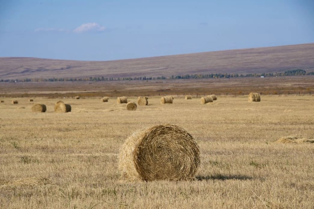 Обсудили ход кормозаготовок в республике. Это лето тоже выдалось засушливым и жарким, что осложнило ситуацию с кормозаготовками в ряде кожуунов. Но общими усилиями республика сумела выполнить план по заготовке кормов на 98,9%. Заготовлено 215 025,7 тонн с Обсудили ход кормозаготовок в республике. Это лето тоже выдалось засушливым и жарким, что осложнило ситуацию с кормозаготовками в ряде кожуунов. Но общими усилиями республика сумела выполнить план по заготовке кормов на 98,9%. Заготовлено 215 025,7 тонн с