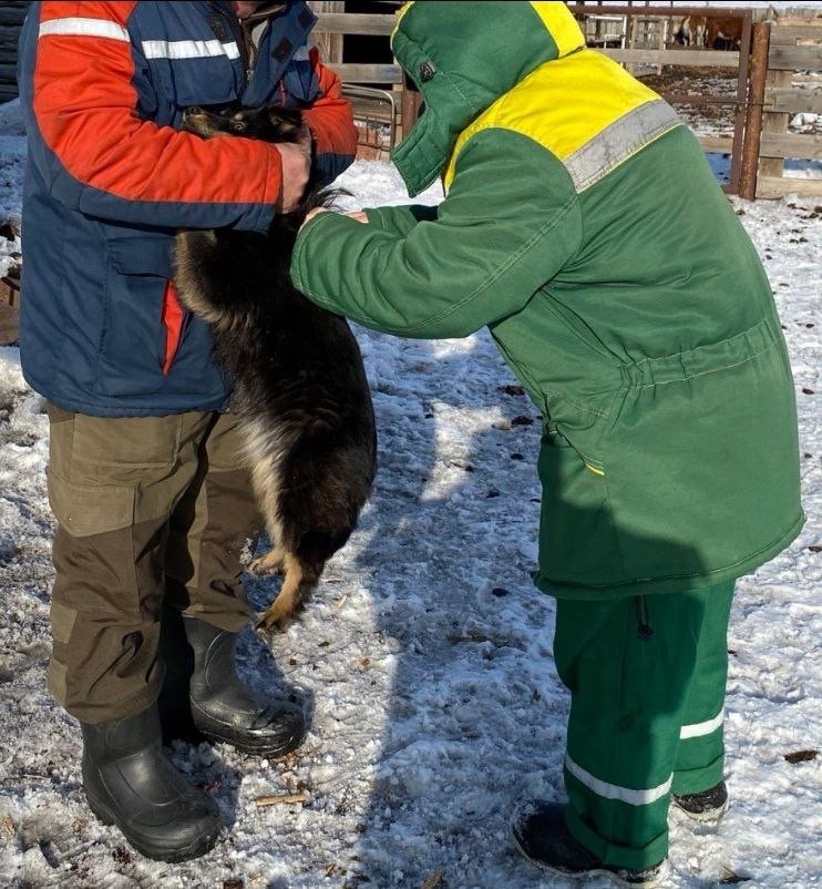 В Улуг-Хемском районе Тувы за год привили почти 900 хозяйских собак и кошек