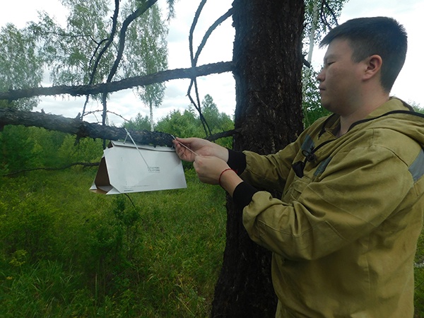 ЦЗЛ Республики Тыва подвел итоги феромонного надзора за непарным шелкопрядом ЦЗЛ Республики Тыва подвел итоги феромонного надзора за непарным шелкопрядом