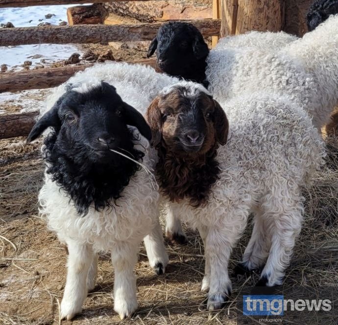 В хозяйствах Пий-Хема продолжается окотная кампания