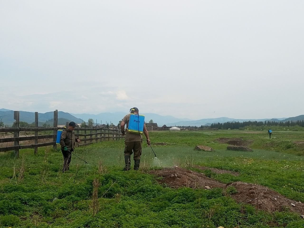 Инспекторы Россельхознадзора провели совместные мероприятия по выявлению и уничтожению дикорастущей конопли в Туве