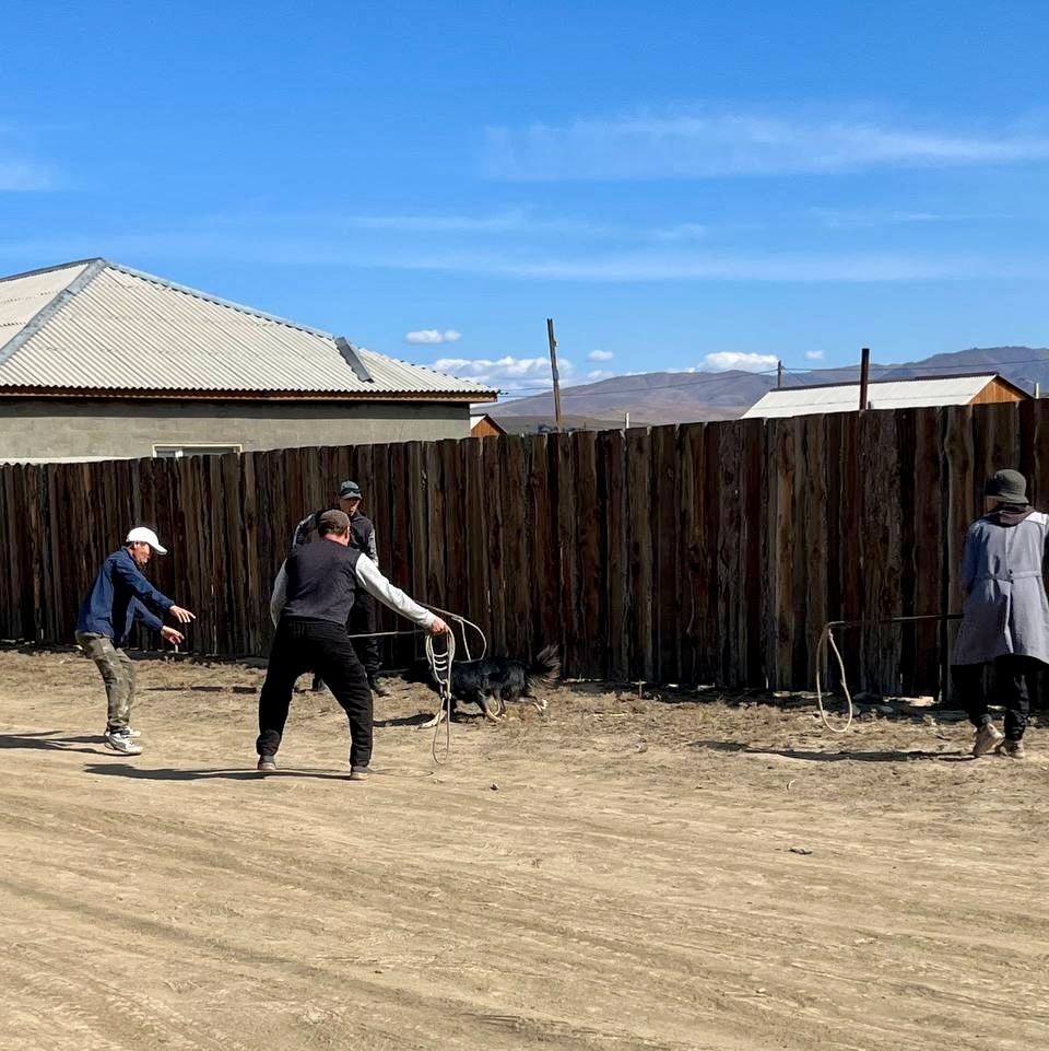 Домашних собак на свободном выгуле ожидает приют, а хозяев - штраф! Домашних собак на свободном выгуле ожидает приют, а хозяев - штраф!
