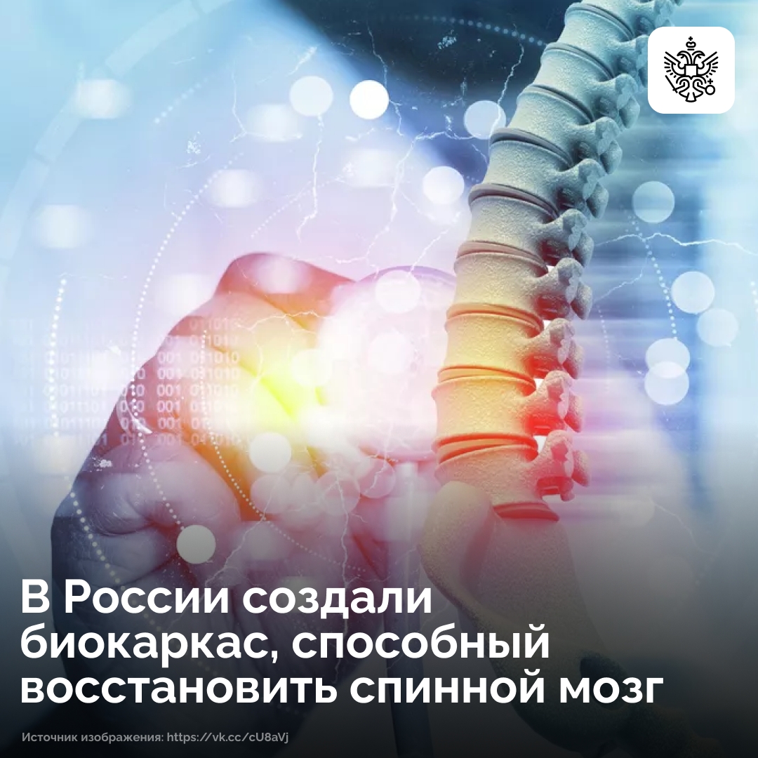 Ученые «Сириуса» создали биокаркас для восстановления спинного мозга после травм