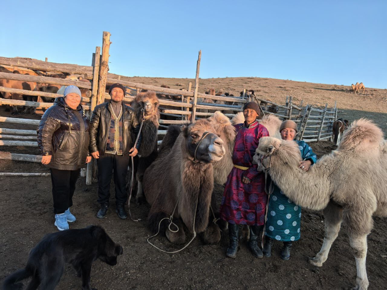 Фестиваль верблюдов в Эрзинском кожууне Фестиваль верблюдов в Эрзинском кожууне