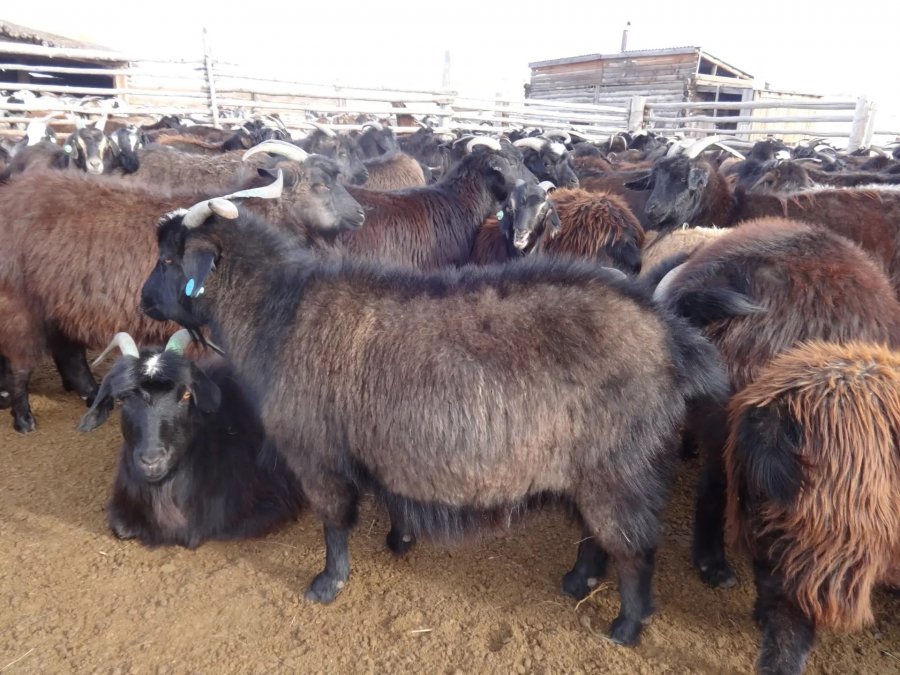 Жителей Тувы научат профессионально чесать коз