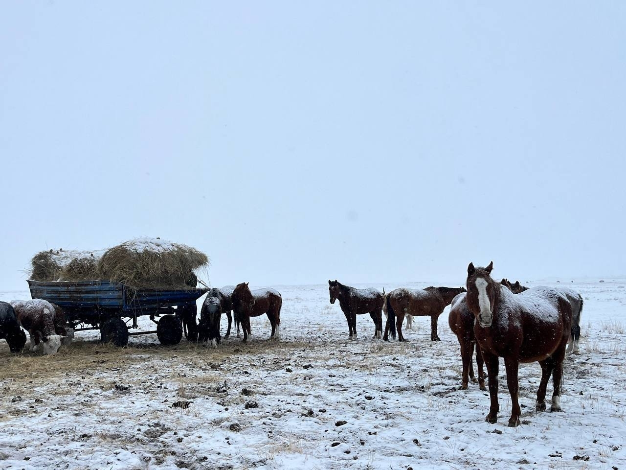 Зимовка скота в республике находится на постоянном контроле оперативного штаба при Правительстве