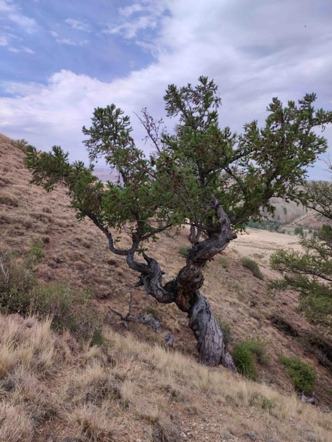 Лиственница в Туве возрастом 1109 лет внесена во всероссийский реестр старовозрастных деревьев