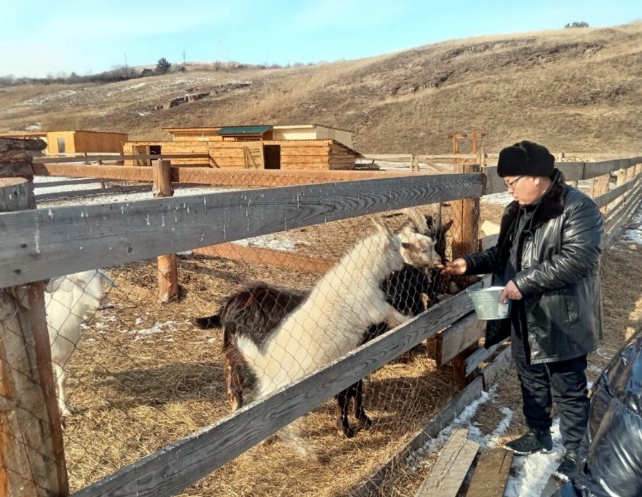 Тува планирует закупить 150 коров молочных пород из соседней Хакасии