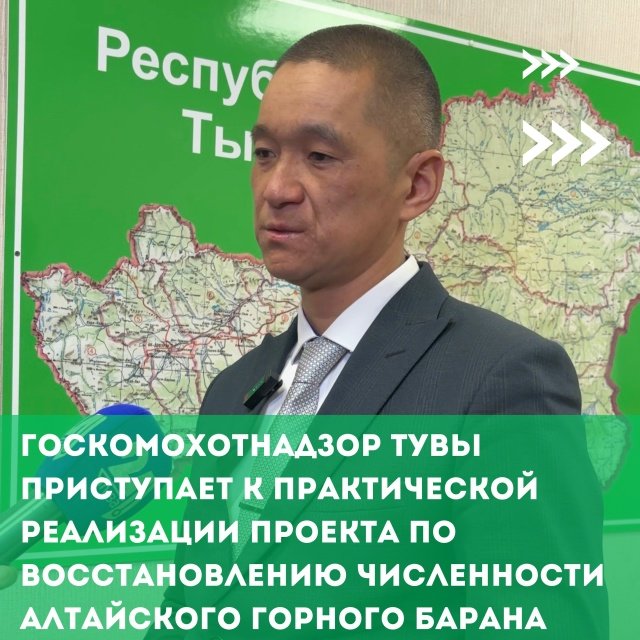 В Туве восстановят популяцию алтайского аргали