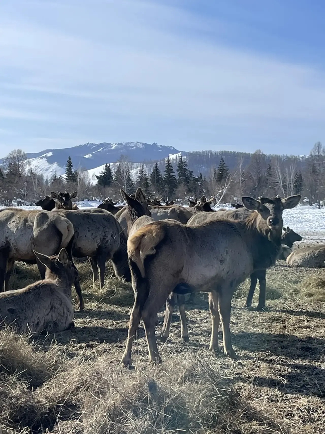 В Минсельхозе Тувы проверили условия содержания маралов в хозяйстве «Туран»